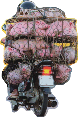 Schweinetransport