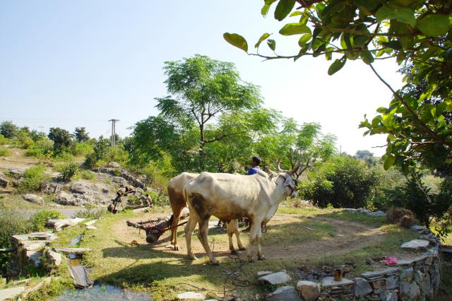 Indien20161025_00520.jpg