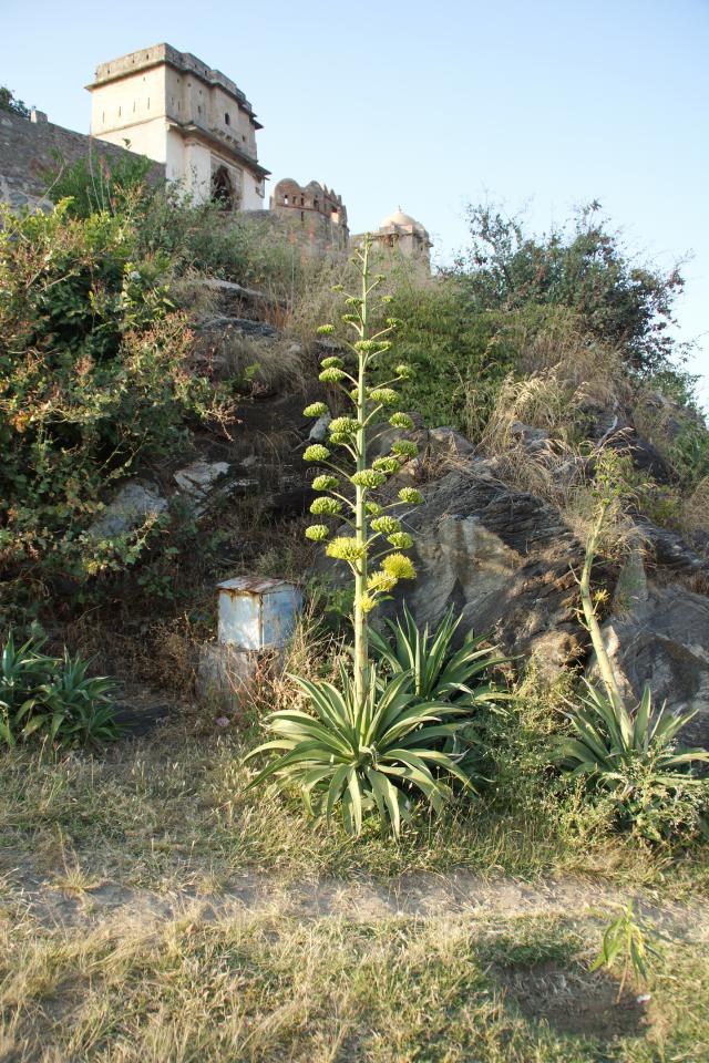 Indien20161025_00557.jpg