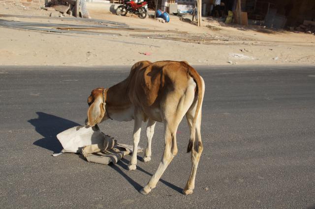 Indien20161028_00742.jpg