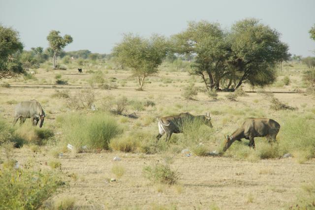 Indien20161028_00745.jpg